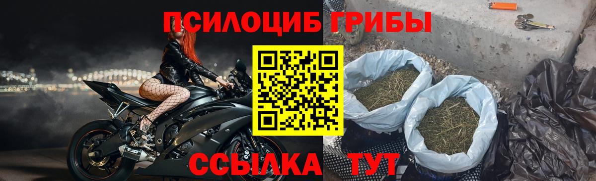 Галлюциногенные грибы Psilocybe Строитель